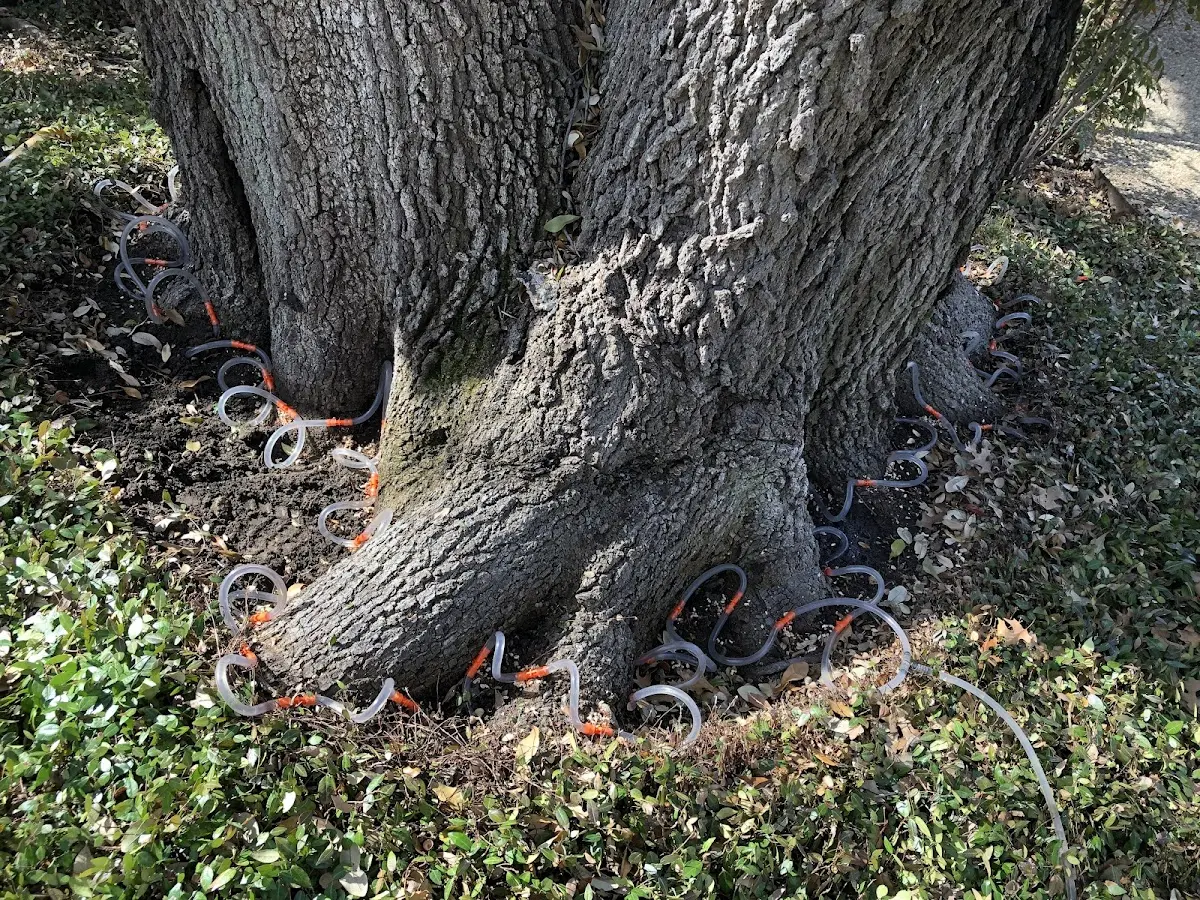 Detailed Tree Cabling and Bracing job site in Lee