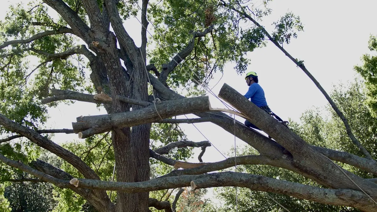 Professional Hazardous Tree Removal performed by certified arborists in Lee
